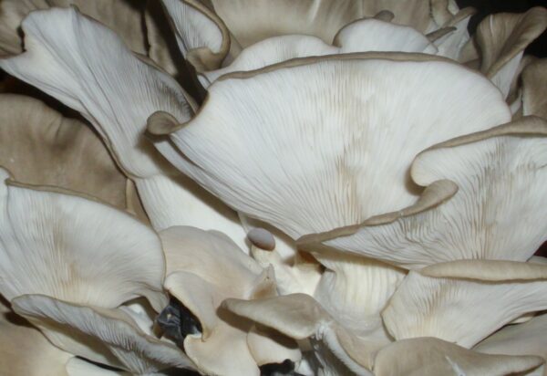 Fresh Mushroom (kg)
